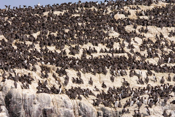 Guillemot colonies nesting on sea cliffs in the UK stock photo