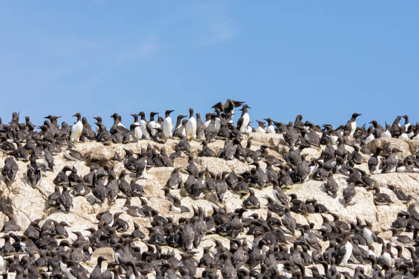 Guillemot colonies nesting on sea cliffs in the UK stock photo