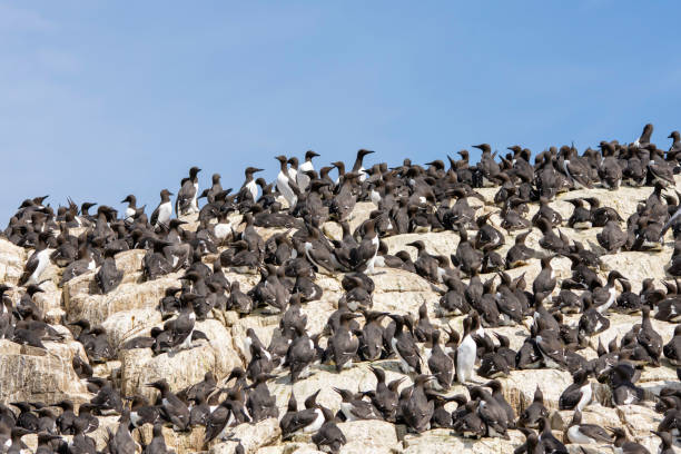 Guillemot colonies nesting on sea cliffs in the UK stock photo