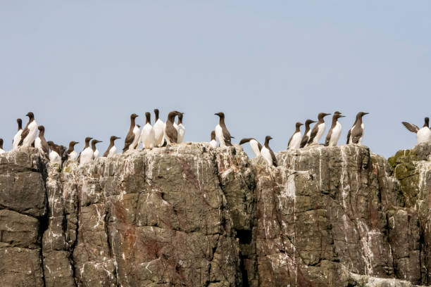 Guillemot colonies nesting on sea cliffs in the UK stock photo