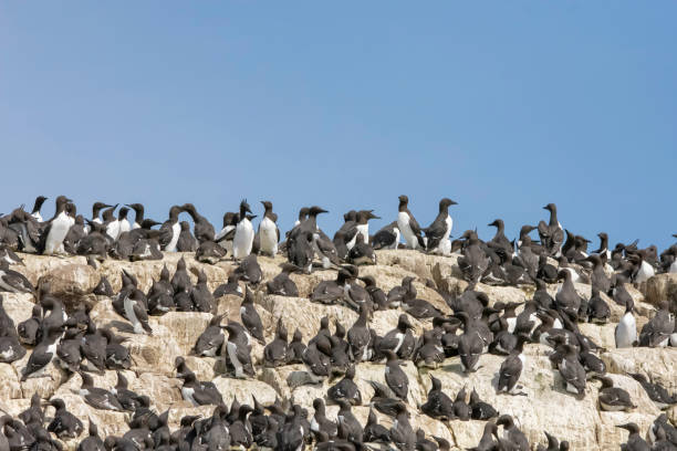 Guillemot colonies nesting on sea cliffs in the UK stock photo