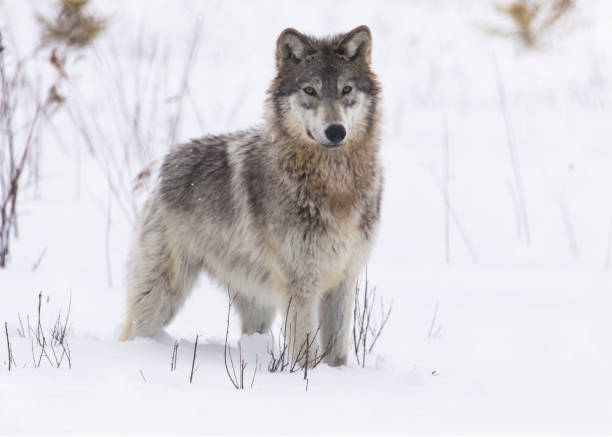 Gray Wolf Gray Wolf canis lupus stock pictures, royalty-free photos & images