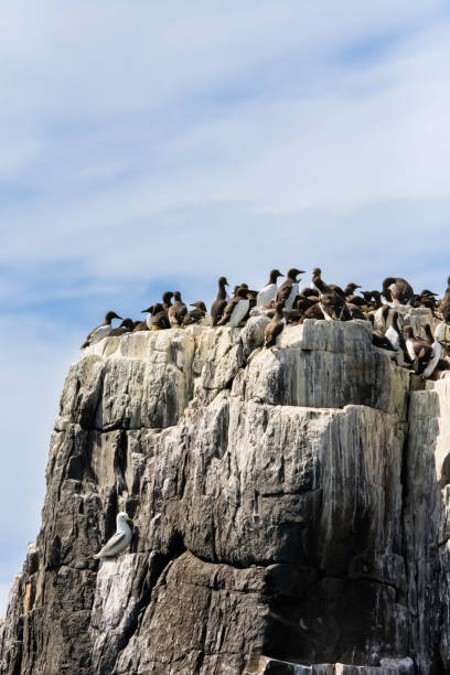 Guillemot colonies nesting on sea cliffs in the UK stock photo