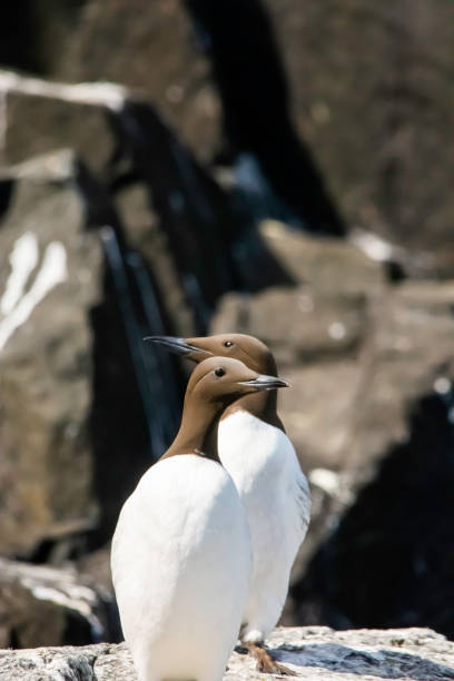 Guillemot colonies nesting on sea cliffs in the UK stock photo
