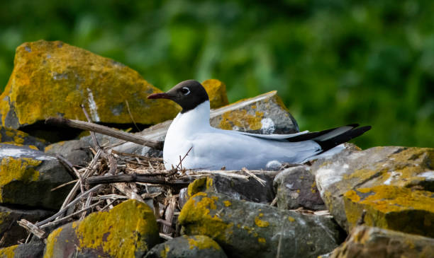 A brooding black-headed gull (Chroicocephalus ridibundus) protects the eggs in its nest stock photo