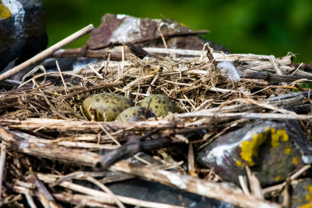 Eggs of the black-headed gull (Chroicocephalus ridibundus) in the nest stock photo