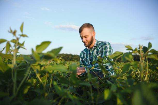 istock Farm worker controls development of soybean plants. Agronomist checking soya bean crops growing in the field 1455324879