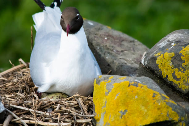A brooding black-headed gull (Chroicocephalus ridibundus) protects the eggs in its nest stock photo