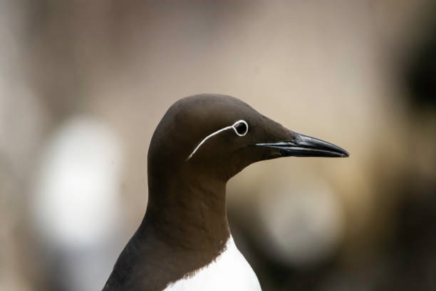 Bridled Guillemot showing the white 'bridle' around the eye stock photo