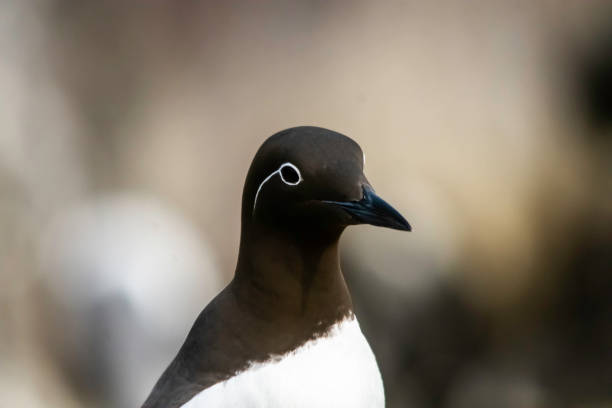 Bridled Guillemot showing the white 'bridle' around the eye stock photo