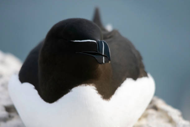 A Razorbill, (Alca torda) at rest stock photo