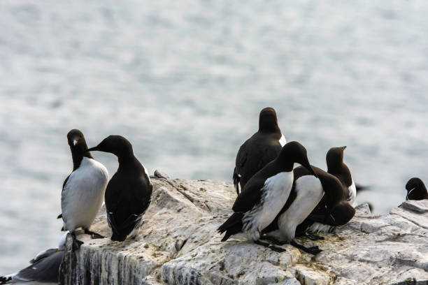 Guillemots gather on Guano covered rocks stock photo