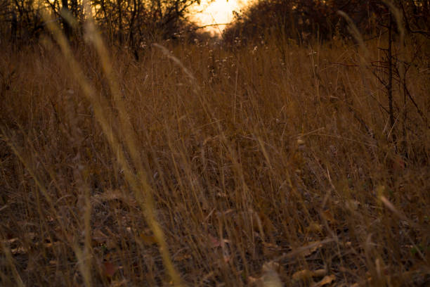 istock Autumn dry, autumn grass in an overgrown park. 1455325027