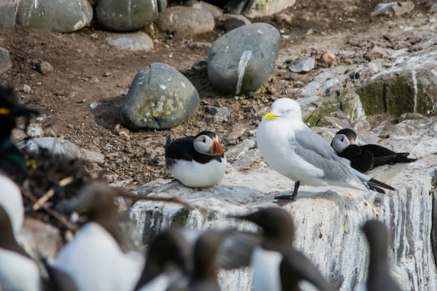 A Kittiwake rests on cliffs beside Puffins with Guillemots in the foreground stock photo