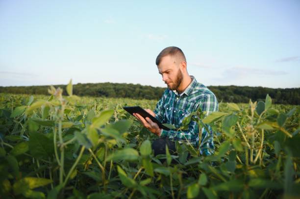istock Young agronomist holds tablet touch pad computer in the soy field and examining crops before harvesting. Agribusiness concept. agricultural engineer standing in a soy field with a tablet in summer. 1455325034