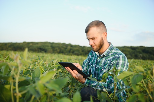 Young agronomist holds tablet touch pad computer in the soy field and examining crops before harvesting. Agribusiness concept. agricultural engineer standing in a soy field with a tablet in summer