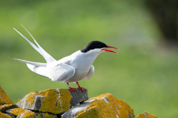 An Arctic Tern (Sterna paradisaea) rests on a stone wall stock photo