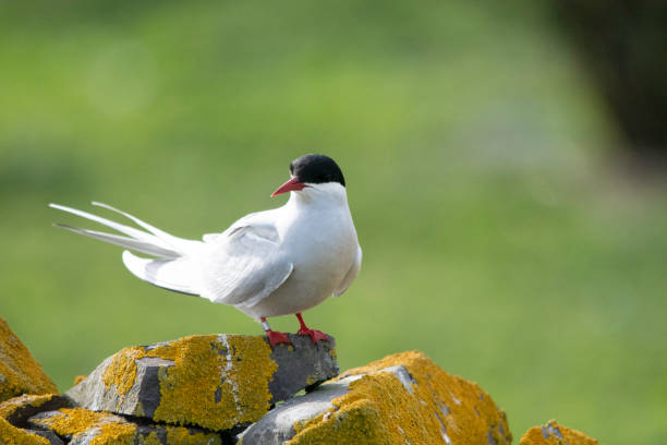 An Arctic Tern (Sterna paradisaea) rests on a stone wall stock photo