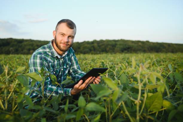 istock Young agronomist holds tablet touch pad computer in the soy field and examining crops before harvesting. Agribusiness concept. agricultural engineer standing in a soy field with a tablet in summer. 1455325199