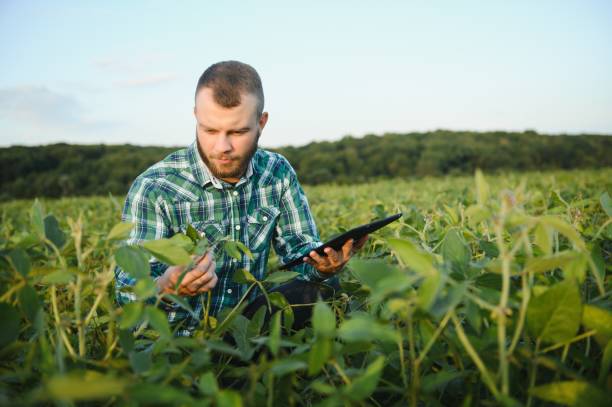 istock Young agronomist holds tablet touch pad computer in the soy field and examining crops before harvesting. Agribusiness concept. agricultural engineer standing in a soy field with a tablet in summer. 1455325211