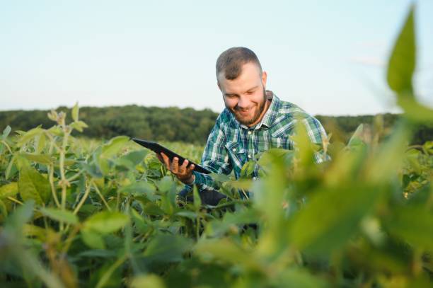 istock Young agronomist holds tablet touch pad computer in the soy field and examining crops before harvesting. Agribusiness concept. agricultural engineer standing in a soy field with a tablet in summer. 1455325212