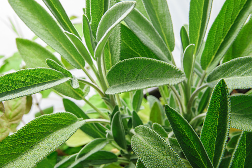 Sage herb bush in close-up