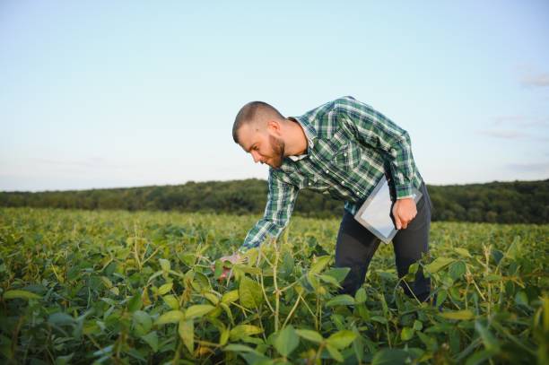 istock Agronomist inspecting soya bean crops growing in the field 1455325345