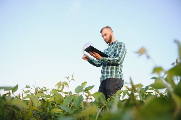 istock Farm worker controls development of soybean plants. Agronomist checking soya bean crops growing in the field 1455325954