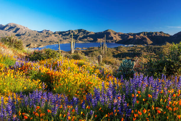 super bloom sul lago bartlett - arizona foto e immagini stock