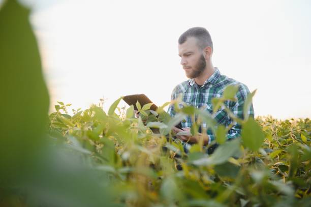 istock Young agronomist holds tablet touch pad computer in the soy field and examining crops before harvesting. Agribusiness concept. agricultural engineer standing in a soy field with a tablet in summer. 1455326103