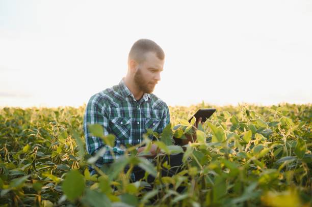istock Agronomist inspecting soya bean crops growing in the field 1455326194