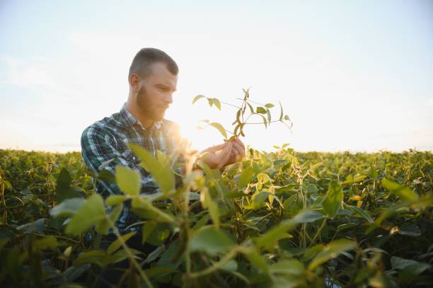 istock Farm worker controls development of soybean plants. Agronomist checking soya bean crops growing in the field 1455326277