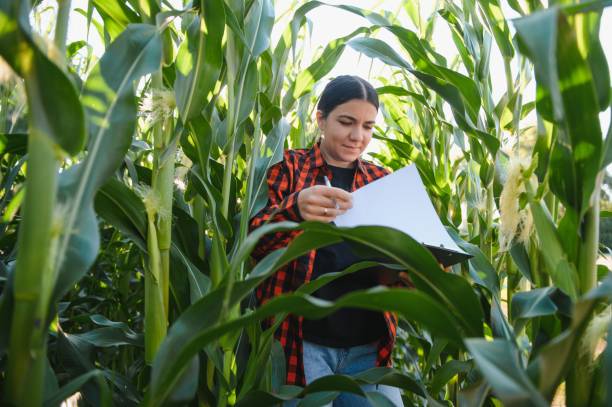 istock woman farmer in a field of corn cobs 1455326399