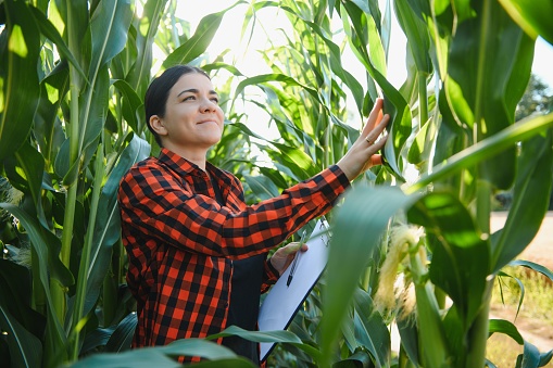 woman farmer in a field of corn cobs.