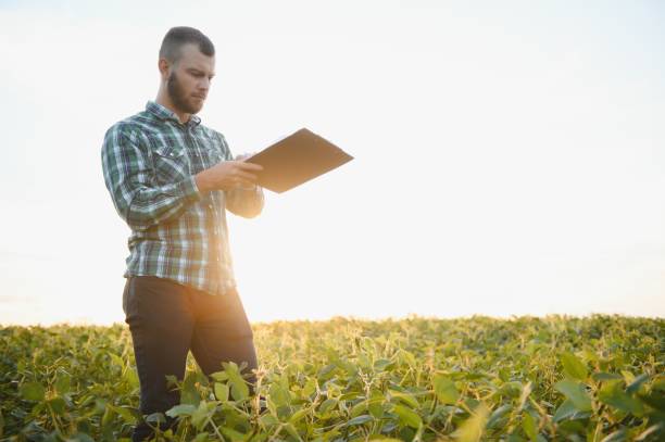 istock Farm worker controls development of soybean plants. Agronomist checking soya bean crops growing in the field 1455326489