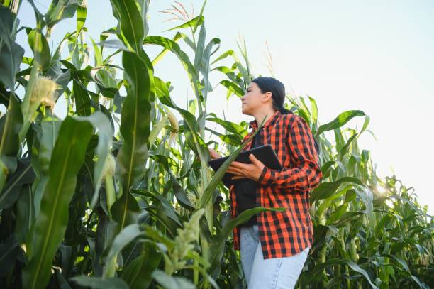 istock Agronomist farmer woman in corn field. female farm worker analyzing crop development. 1455326605