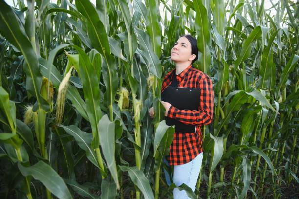 istock woman farmer in a field of corn cobs 1455326651