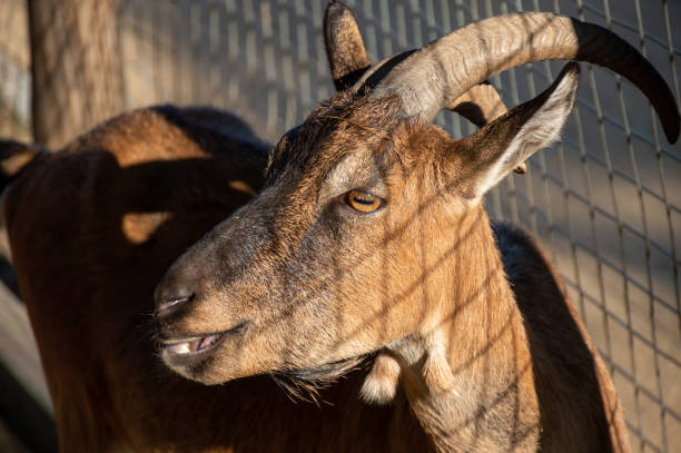 istock Brown goat in a paddock looking to the side 1455326950