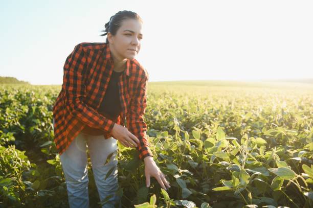 istock A female farmer in soybean field 1455327756
