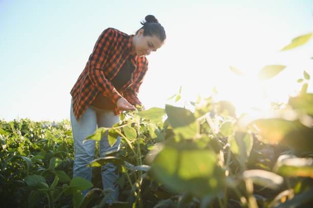 istock A female farmer in soybean field 1455327761