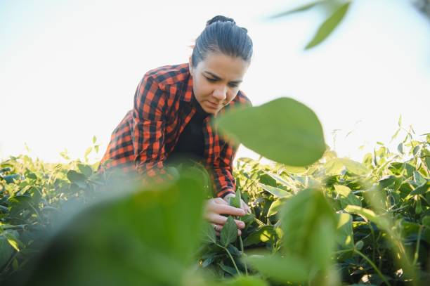 istock Pretty young woman in soybean field. 1455327850