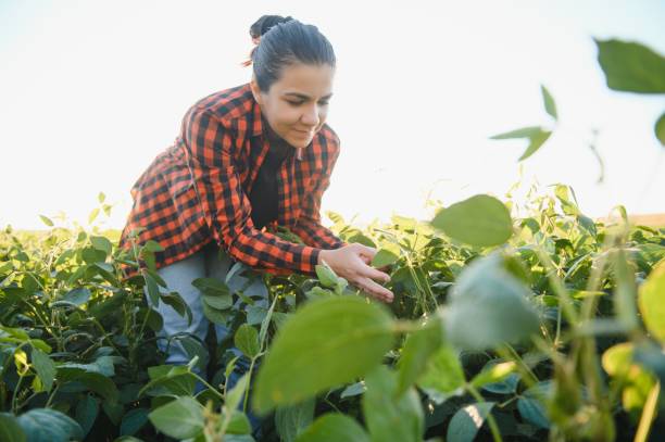 istock Pretty young woman in soybean field. 1455327888