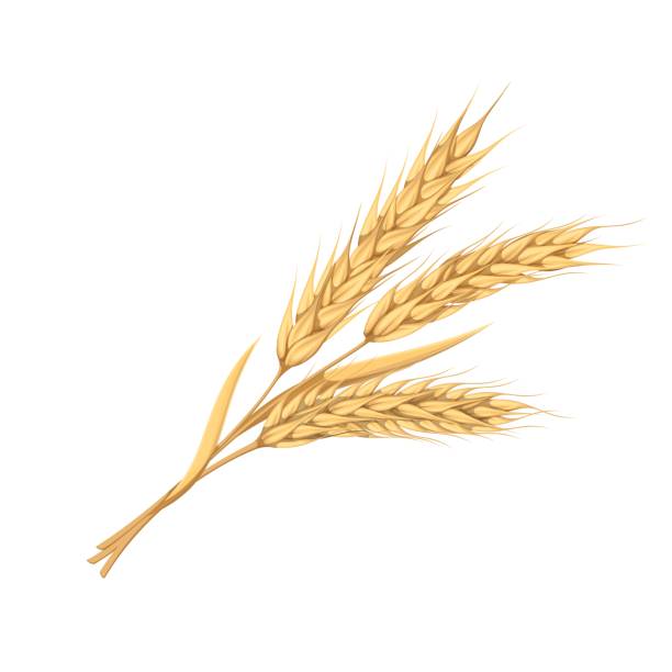 Wheat Ears Wheat ears vector illustration. Cartoon golden branch with whole cereal grains and spikes on stalk, spikelets of wheat, barley or oat in bunch, gold of organic harvest from farm field in autumn wheat stock illustrations