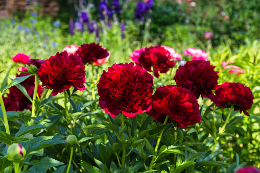 Red Peony albiflora x Paeonia officinalis Command Performance in the garden, macro photo