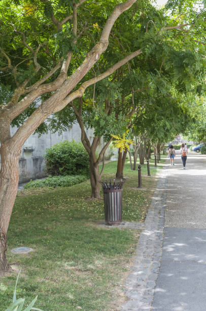 istock Vertical shot of fresh green trees along the walkway 1455328444