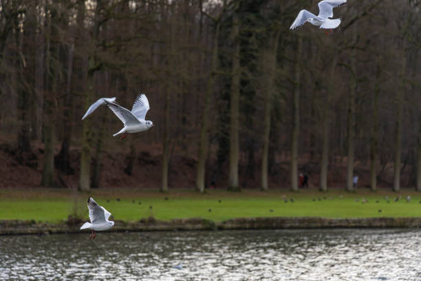 istock Seagull birds circling flying low above water surface 1455329240