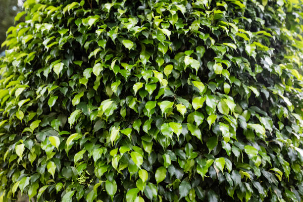 istock Green banyan leaf pattern. nature wallpaper. foliage. macro 1455329506
