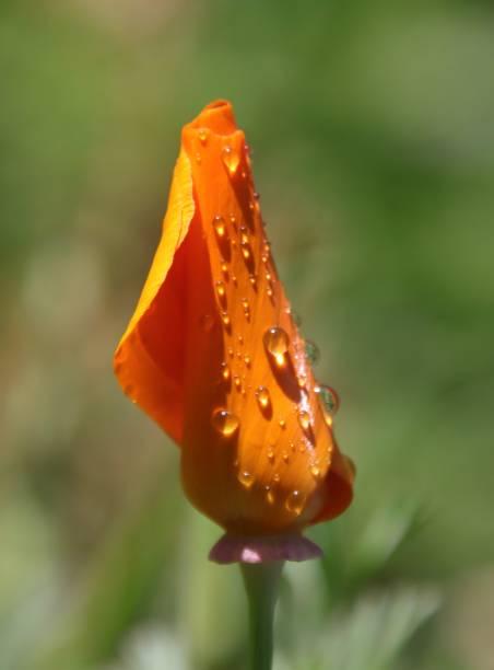 Rain drops on California poppy A closed California poppy with rain drops on its petals ￼ admired stock pictures, royalty-free photos & images