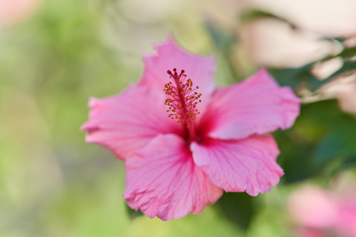 hibiscus flower blooms in a tropical exotic Caribbean paradise