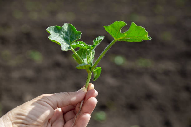 istock hand holds a young watermelon seedling grow 1455331708